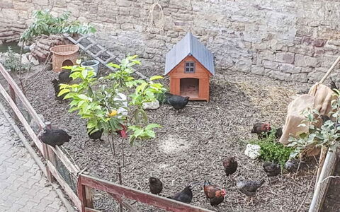 Tinkerhof Stahlhut: Garten, Hinterhof, Garten, Zaun