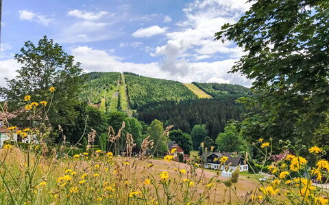 Harrachov Resident a: Baum, Landschaft, Wald, Wiese, Bergstation, Weide, Lärche, Plantage