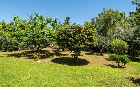 Malù House: Blatt, Natürlichen Umgebung, Ast, Vegetation, Strauch, Pflanzengemeinschaft, Garten, Einfach, Plantage, Gehölz