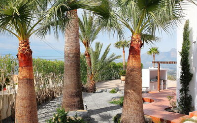 Palm Spring
