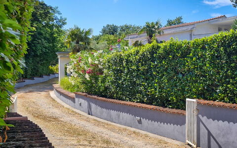 Filip: Grün, Blatt, Vegetation, Strauch, Hecke, Garten, Landscaping, Schatten, Walkway, Auffahrt