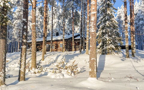 Janttara: Schnee, Ast, Baum, Winter, Holz, Wald, Einfrieren, Zweig, Kofferraum