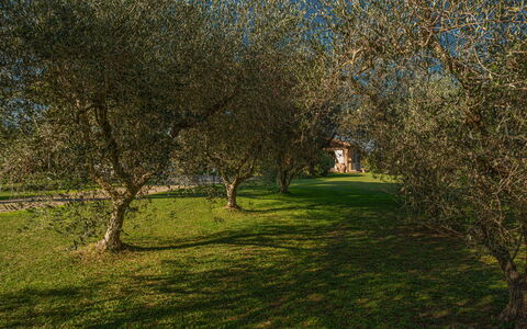 Villa Bolgheri Vermentino Castagneto Carducci: Blatt, Baum, Gras, Ast, Natürlichen Umgebung, Natur, Vegetation, Zweig, Wiese, Kofferraum