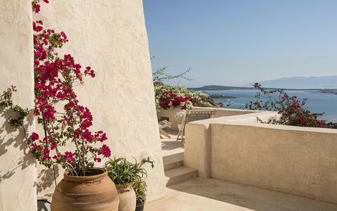 Villa Mycenaean: Blume, Blumentopf, Rosa, Blütenblatt, Zimmerpflanze, Schnittblumen, Floristik, Garten, Blumendesign