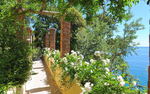 Mansour: Blume, Strauch, Frühling, Garten, Rose Family, Zaun, Botanischer Garten