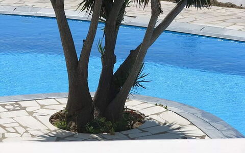 Villa Rose 1: Blatt, Schwimmbad, Schatten, Gehölz, Garten, Landscaping, Garten, Hinterhof, Tropen
