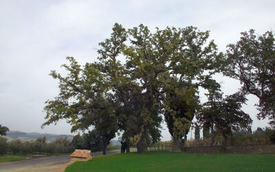 Villa Montichiello