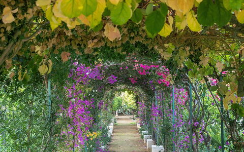 The Flower Garden: Blume, Grün, Strauch, Garten, Frühling, Blütenblatt, Blühende Pflanze, Botanischer Garten, Floristik, Pergola