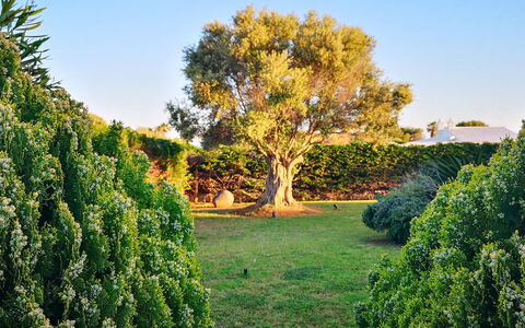 Villa Neper: Blatt, Grün, Natur, Vegetation, Strauch, Garten, Pflanzengemeinschaft, Gehölz, Kofferraum, Sonnenlicht