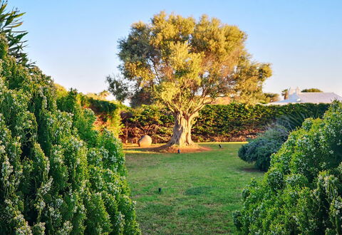 Villa Neper: Blatt, Grün, Natur, Vegetation, Strauch, Garten, Pflanzengemeinschaft, Gehölz, Kofferraum, Sonnenlicht