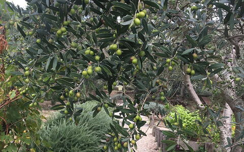 Borgo di San Biagio: Produzieren, Obst, Zutat, Gehölz, Essen, Natural Foods, Plantage