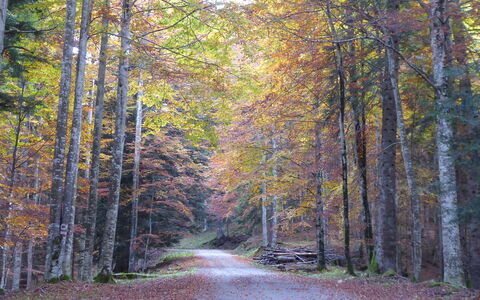 La Casetta dei Palù, Valdobbiadene: Blatt, Ast, Baum, Natur, Natürlichen Umgebung, Holz, Strasse, Wald, Natürliche Landschaft, Vegetation