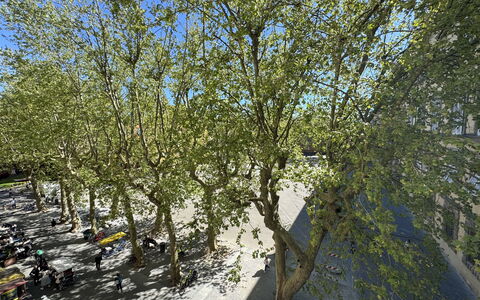 Casa Anna 13: Ast, Blatt, Baum, Zweig, Kofferraum, Frühling, Gehölz, Schatten