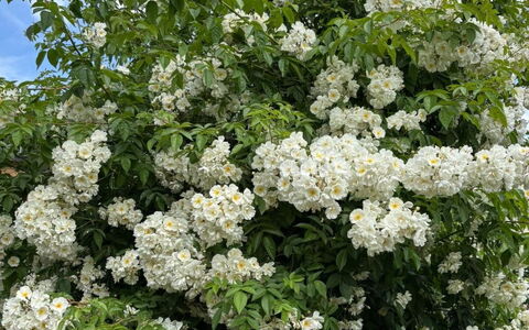 Gartenstudio Belle Vue: Blume, Strauch, Blütenblatt, Frühling, Blühende Pflanze, Gehölz, Garten, Blühen, Rose Family