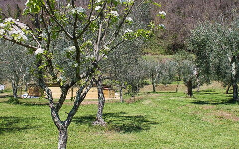 Il Casale di San Jacopo con Piscina Privata: Ast, Baum, Strauch, Pflanzengemeinschaft, Wiese, Grundstueck, Zweig, Kofferraum, Frühling
