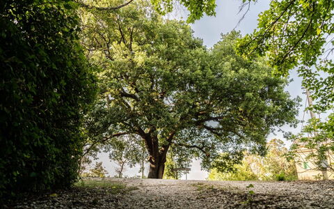 Villa Checco: Blatt, Ast, Baum, Natur, Grün, Natürlichen Umgebung, Vegetation, Zweig, Kofferraum, Schatten