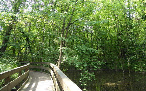 Villa Camerini, Nature, Bikes and Beaches: Brücke, Grün, Natürlichen Umgebung, Baum, Natur, Blatt, Holz, Vegetation, Wald, Natürliche Landschaft