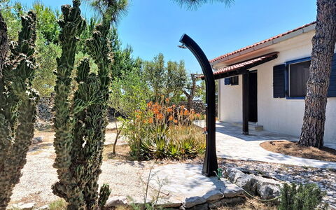 Blue: Strauch, Schatten, Garten, Landscaping, Auffahrt, Walkway, Schatten