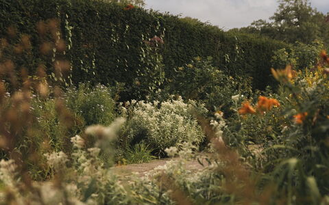 Innes House: Natur, Blatt, Vegetation, Strauch, Pflanzengemeinschaft, Garten, Ground, Sonnenlicht, Wild, Krautige Pflanze