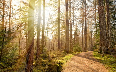 Bunloit Combi: Blatt, Baum, Grün, Natur, Natürlichen Umgebung, Ast, Natürliche Landschaft, Holz, Wald, Vegetation