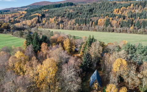Birch Rowan Combi: Baum, Blatt, Natürlichen Umgebung, Wald, Lärche, Kofferraum, Wald, Herbst