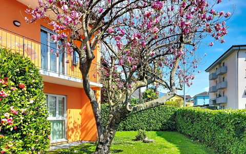 Sailor'S Home: Blütenblatt, Frühling, Garten, Rasen, Garten