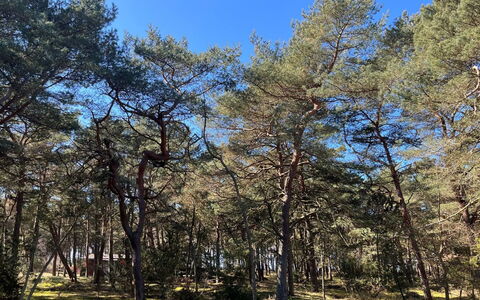 Ermelina - 150M from the Sea: Baum, Ast, Blatt, Holz, Vegetation, Wald, Pflanzengemeinschaft, Kofferraum, Wald, Naturschutzgebiet