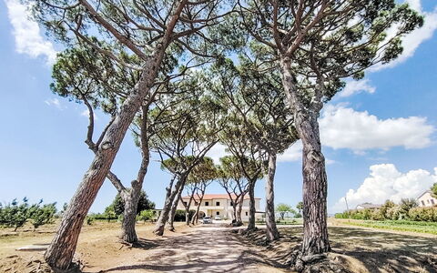 Bibbona 15: Ast, Blatt, Baum, Vegetation, Kofferraum, Gehölz, Schatten, Weg, Landscaping, Walkway