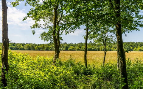 Friderica - 30Km from the Sea: Grün, Blatt, Natürlichen Umgebung, Baum, Natürliche Landschaft, Vegetation, Wiese, Gelb, Sommer, Einfach