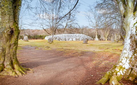 Loch Ness Lodge: Baum, Ast, Blatt, \Fels, Zweig, Kofferraum, Gehölz, Weide, Wald, Winter