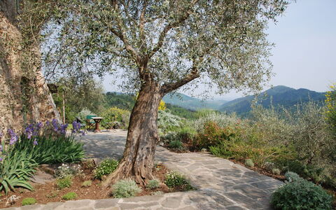 La Sorgente: Baum, Blatt, Natur, Ast, Vegetation, Strauch, Kofferraum, Frühling, Zweig, Gehölz