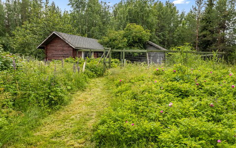 Ohola: Gras, Vegetation, Strauch, Pflanzengemeinschaft, Grundstueck, Garten, Wiese, Ground, Hütte