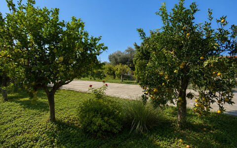 Villa Mameli: Obst, Garten, Gehölz, Plantage, Orange