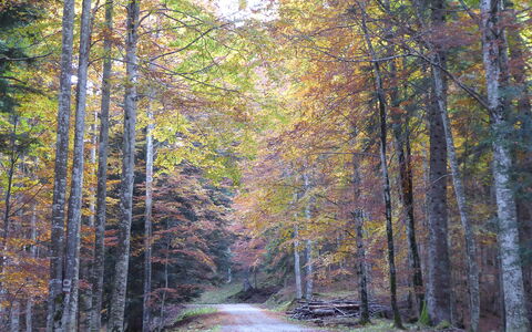 House Angy: Blatt, Baum, Ast, Natur, Natürlichen Umgebung, Holz, Wald, Strasse, Natürliche Landschaft, Vegetation