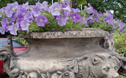 The Mews: Blume, Blumentopf, Frühling, Lila, Garten, Zimmerpflanze, Floristik, Violett, Blumendesign