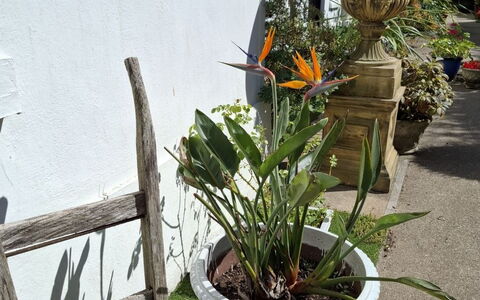 The Mews: Blume, Blumentopf, Floristik, Zimmerpflanze, Garten, Blumendesign, Schnittblumen