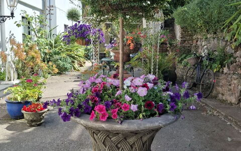 The Mews: Blume, Strauch, Blumentopf, Garten, Floristik, Frühling, Zimmerpflanze, Garten, Landscaping
