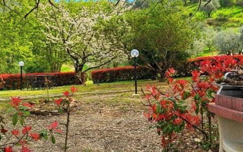 Rosmarino: Blatt, Natur, Ast, Vegetation, Garten, Strauch, Blütenblatt, Frühling, Ground