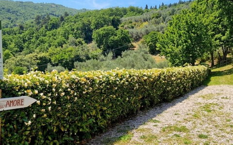 Alloro: Blatt, Strauch, Pflanzengemeinschaft, Hecke, Ground, Garten, Plantage, Botanischer Garten, Immergrün