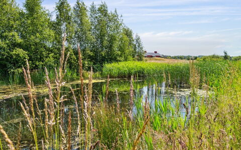 Eia - 1.5Km from the Sea: Grün, Wasser, Sumpf, Natürlichen Umgebung, Gras, Natürliche Landschaft, Vegetation