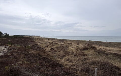 Elisej - 350M from the Sea: Wohngebiet, Strauch, Haus, Zuhause, Garten, Estate, Schatten, Landscaping, Rasen