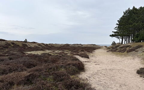 Elisej - 350M from the Sea: Wohngebiet, Strauch, Haus, Zuhause, Garten, Estate, Schatten, Landscaping, Rasen