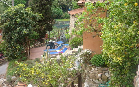 Massarosa 890: Eigentum, Garten, Hinterhof, Garten, Botanik, Grundeigentum, Baum, Haus, Pflanze, Landscaping