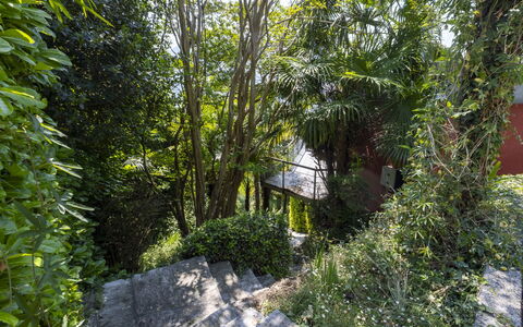 Max: Grün, Blatt, Vegetation, Strauch, Pflanzengemeinschaft, Frühling, Gehölz, Garten, Dschungel, Valdivianischen Tempe Regen-Wald