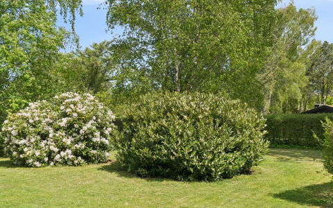 Alika - 700M from the Sea: Blatt, Strauch, Pflanzengemeinschaft, Ground, Garten, Gehölz, Frühling, Hecke, Rasen