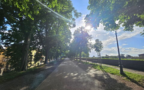 Alle Gardenie: Blau, Baum, Natur, Blatt, Ast, Grün, Sonnenlicht, Kofferraum, Morgen, Frühling