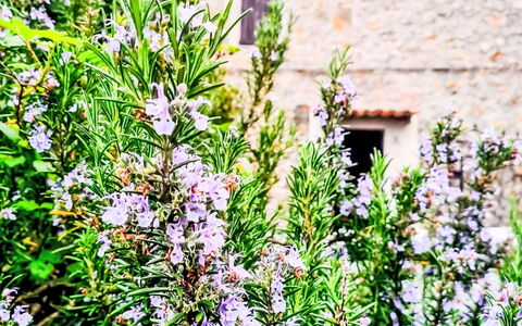 Shelter in the Heart of Tuscany: Blume, Grün, Rosa, Blütenblatt, Lila, Blühende Pflanze, Krautige Pflanze, Wild