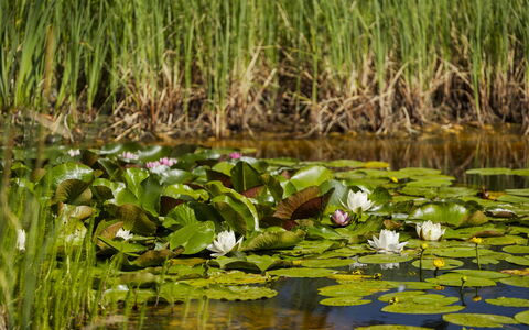 Villa Canela: Grün, Wasser, Sumpf, Teich, Reflexion, See