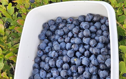 Fridel - 400M from the Sea: Produzieren, Essen, Obst, Natural Foods, Zutat, Super