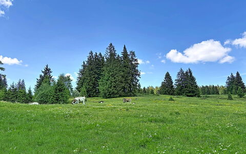 Sonne: Himmel, Baum, Gras, Natürlichen Umgebung, Grün, Wiese, Natürliche Landschaft, Weide, Wolke